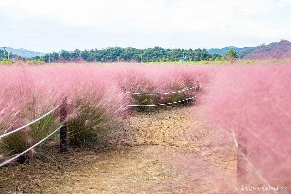 유구 핑크뮬리정원