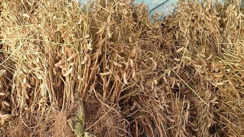 메주콩-백태-대두-노란콩-수확-꼬투리-말리기-타작-정선작업