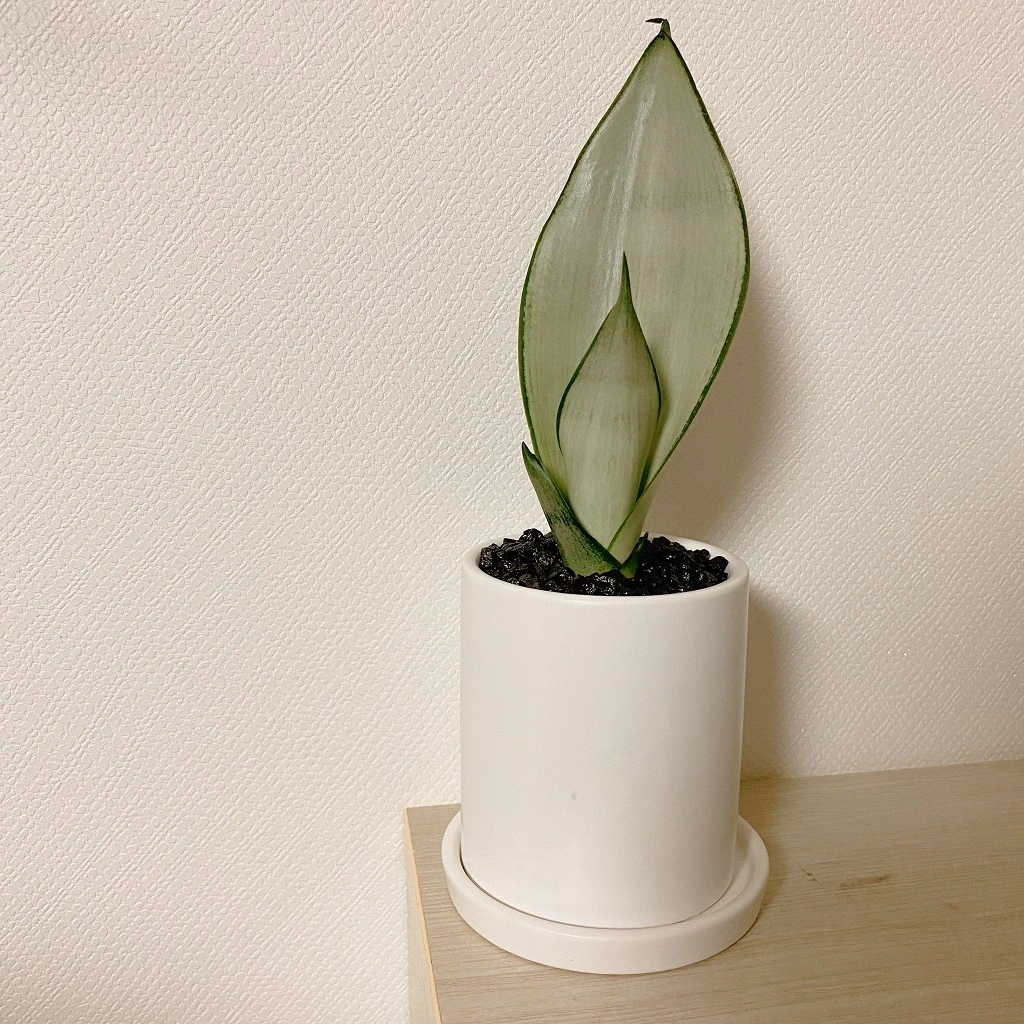 내-방에-작은-친구-문샤인