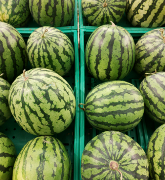 강아지-수박-급여량