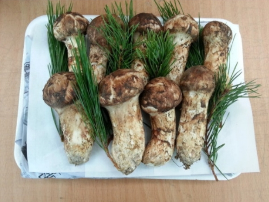 야생에서 채취를 한 송이버섯 9송이를 솔잎과 함께 바닥 위에 하얀 쟁반 위에 종이를 깔고 그 위에 놓아두고 찍은 사진