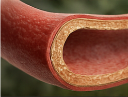 콘드로이친 효능