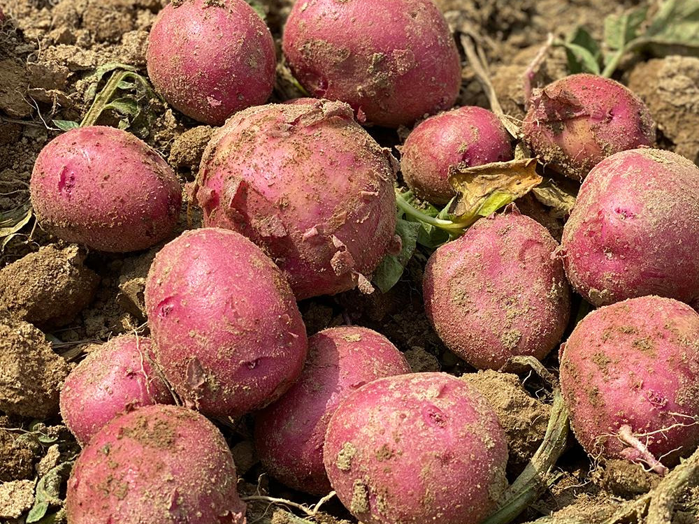 홍감자 수확시기