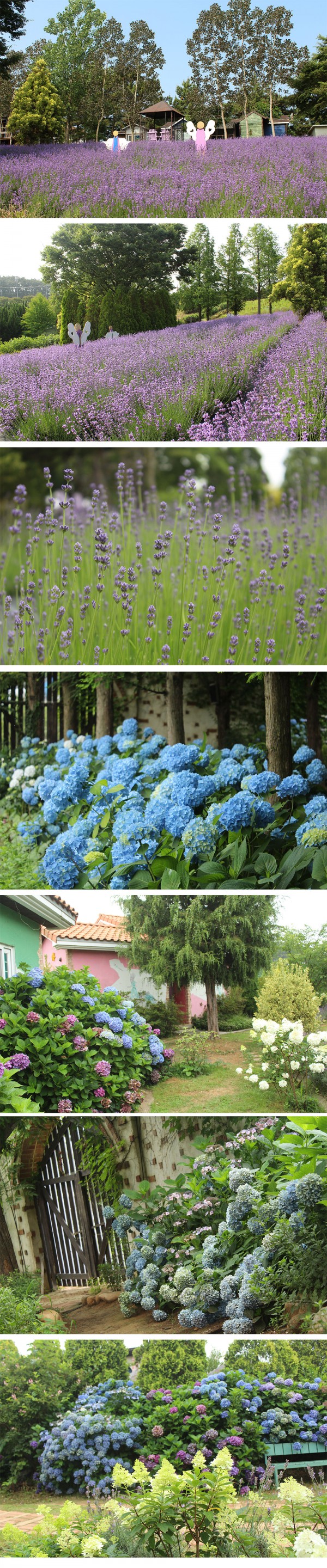 전국 수국 축제 추천, 수국명소 태안 팜카밀레 허브농장