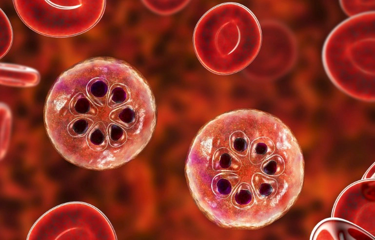 말라리아 증상 10가지와 예방접종 및 김포 파주 말라리아 경보 발령