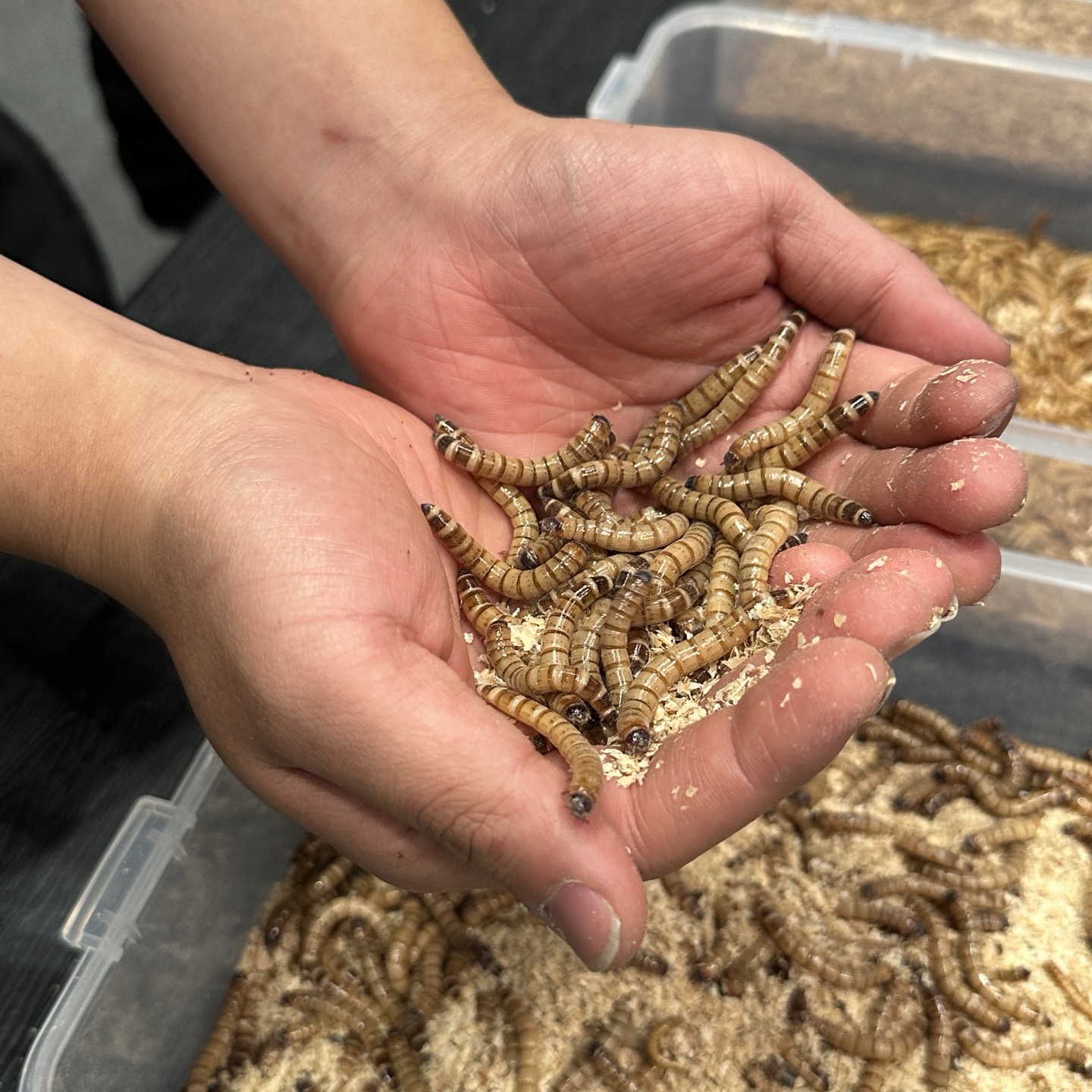 정글대탐험 안내