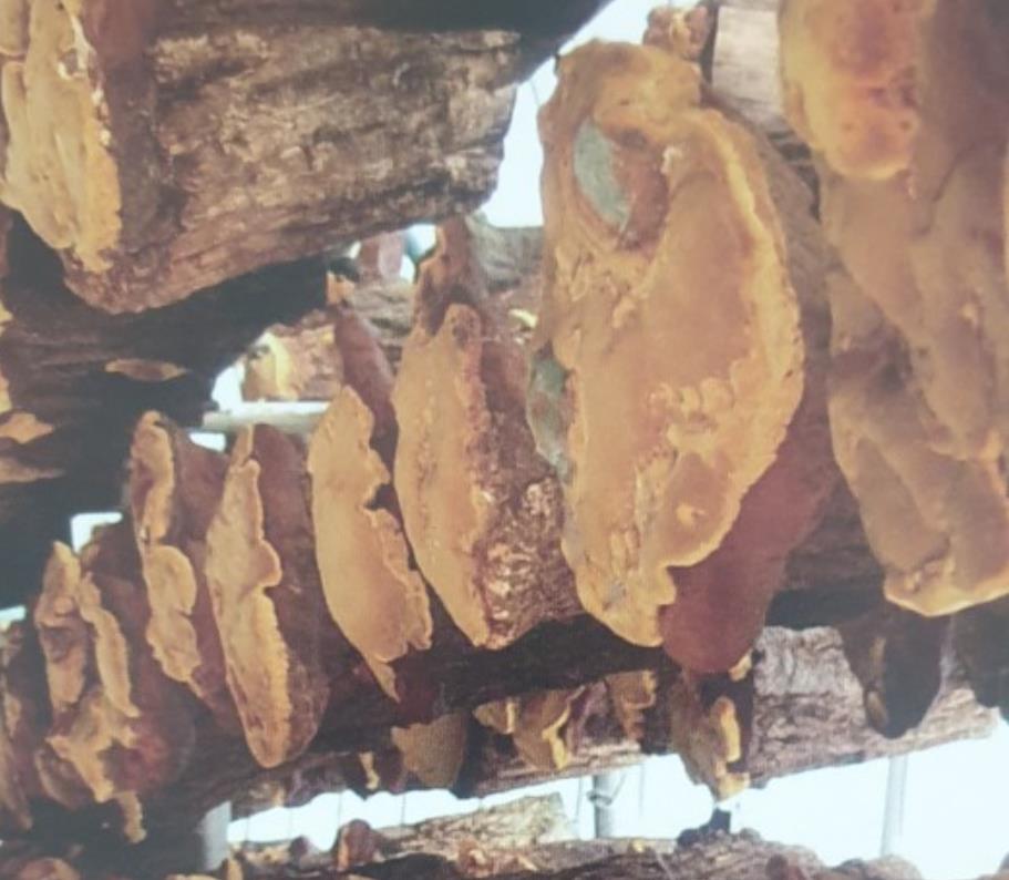 통나무에 자라는 생방송투데이 상황버섯