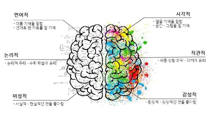 좌뇌의 우뇌의 특징