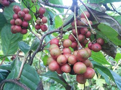 오미자차효능베스트7