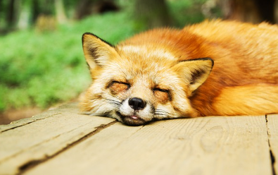 꿈은 무엇일까?