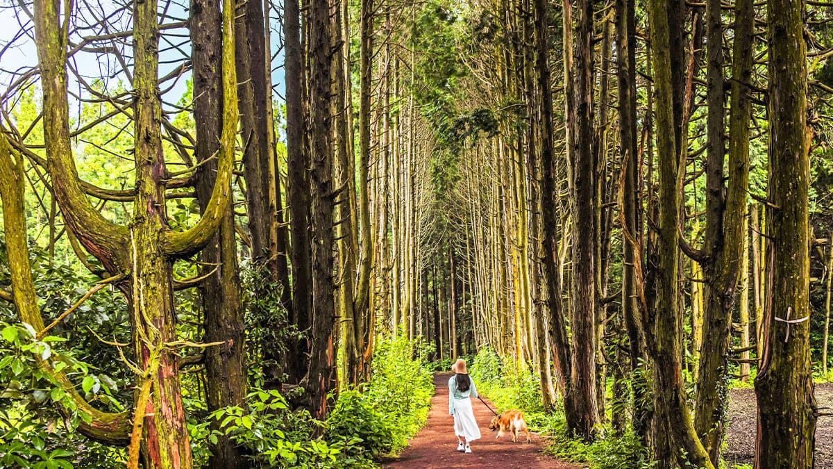 '나만의 제주' 찾기! 현지인이 추천하는 비밀스러운 제주 여행 코스 3곳