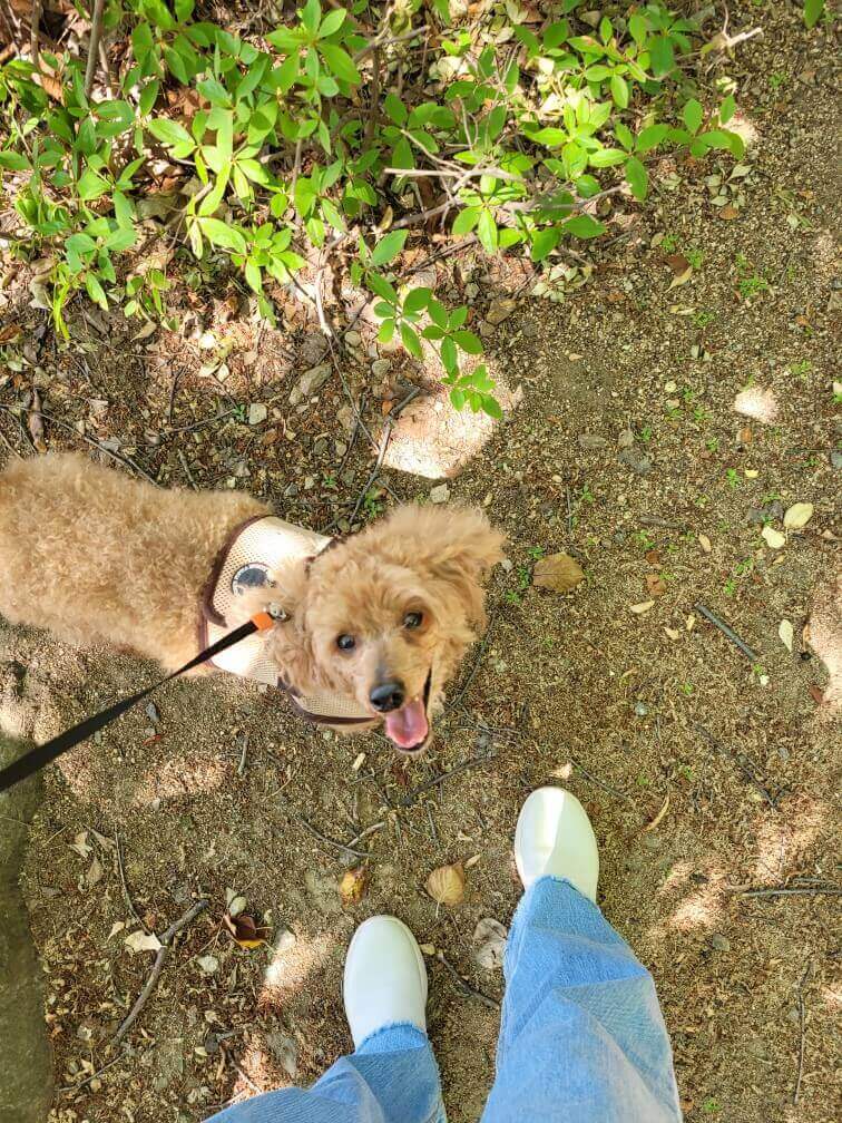 노즈워크를 활용한 반려견 후각 놀이방법