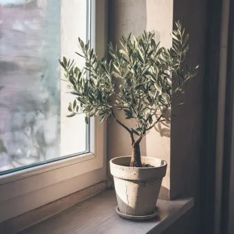 올리브 나무 키우는법 5가지 치명적 실수와 해결책 총정리를 안내_18