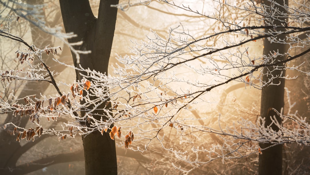 Frost