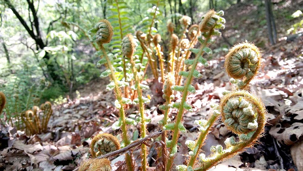 대모산·우면산 '모기'