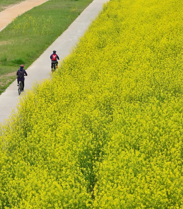 경북 유채꽃 명소 피는 시기