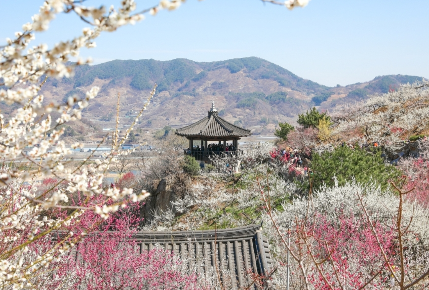 광양 매화 축제 