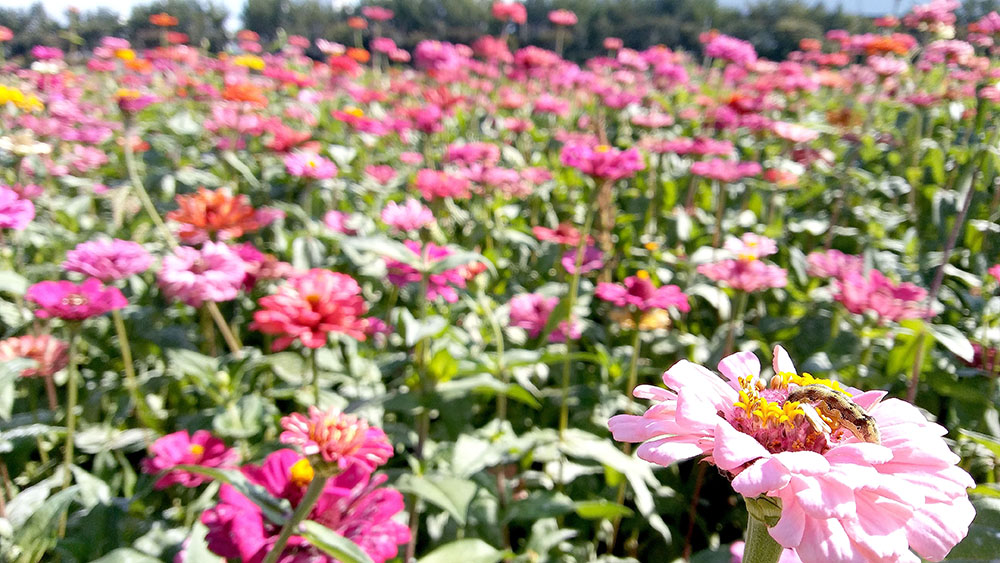 서울둘레길 안양천 꽃