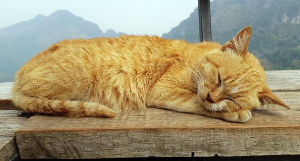 창가에서 자고 있는 고양이