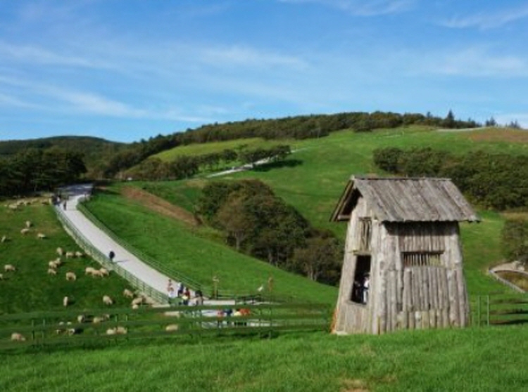 대관령 양떼목장