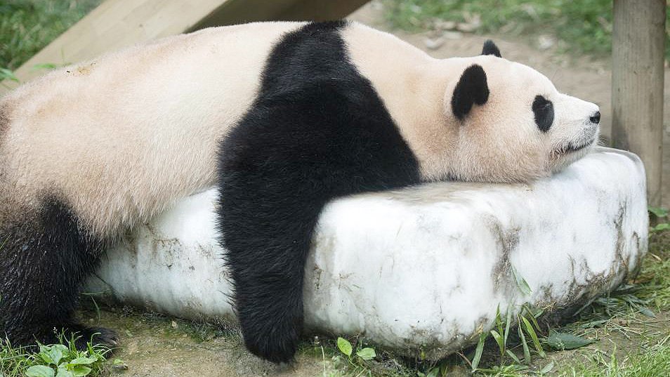 신한은행 푸바오 적금 챌린지 