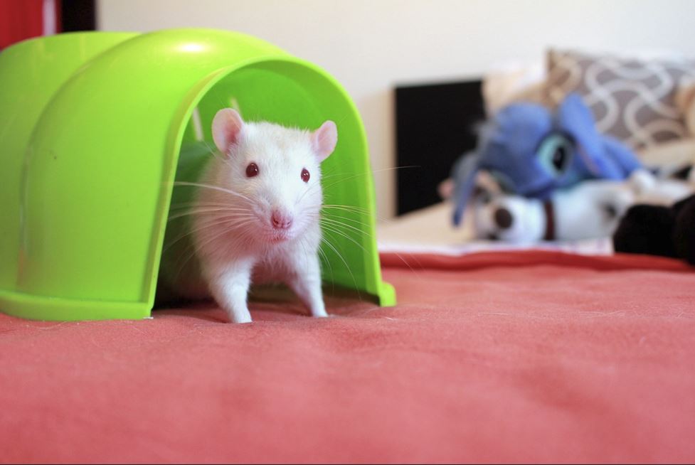 2026년 쥐띠 운세 (월별)