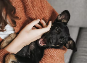 수의사 취업에 대하여 알아보기