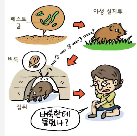 흑사병-감염-경로