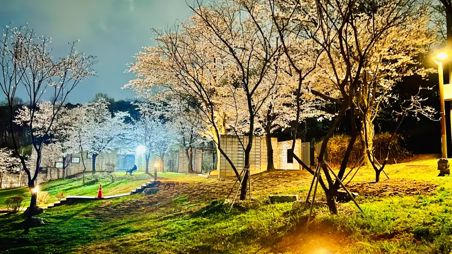 4월 4일 저녁 방문시 벚꽃이 활짝 폈습니다.