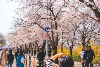 서울 벚꽃 명소 추천 베스트10_20