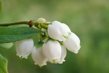 블루베리 가격 및 효능, 영양성분