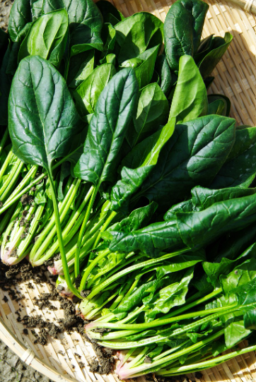 시금치 관련 사진