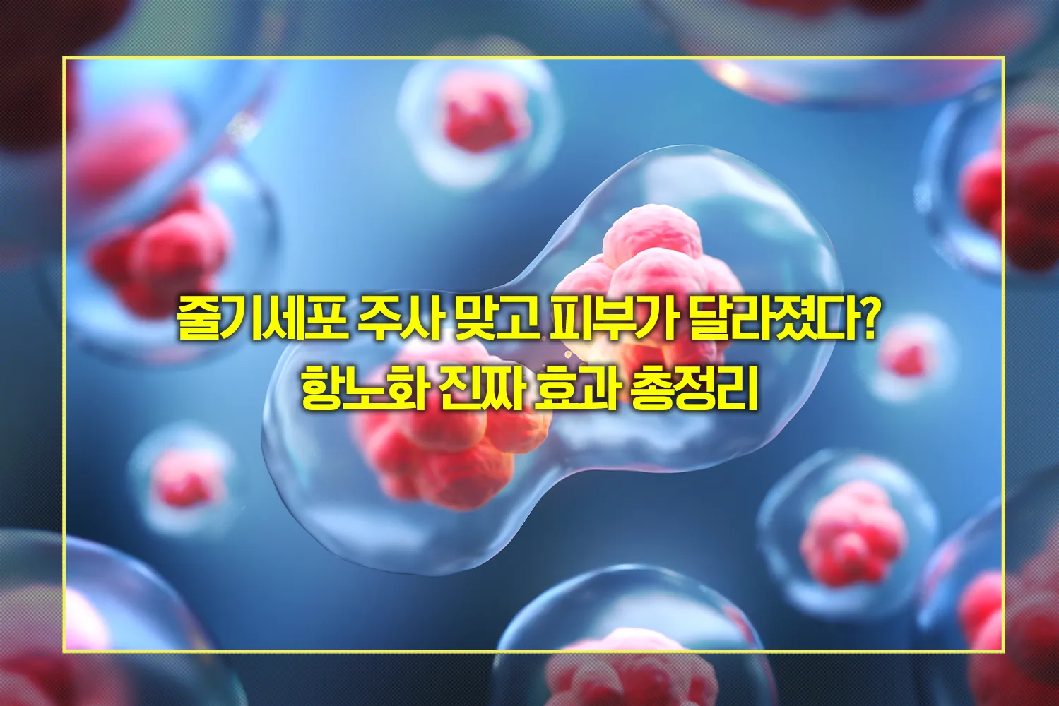 줄기세포-항노화-피부재생-면역력