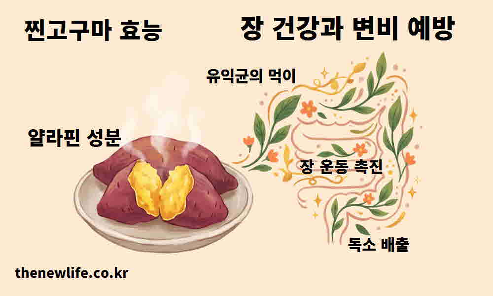 찐고구마 효능 장 건강 변비 예방