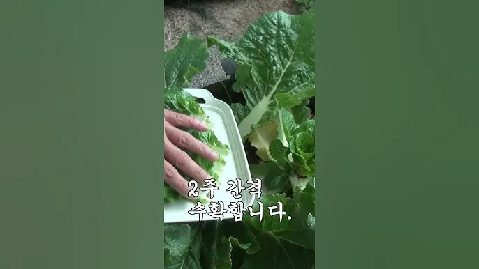 쌈배추 재배 속 차게 키우기 시비 타이밍 통풍 관리_5