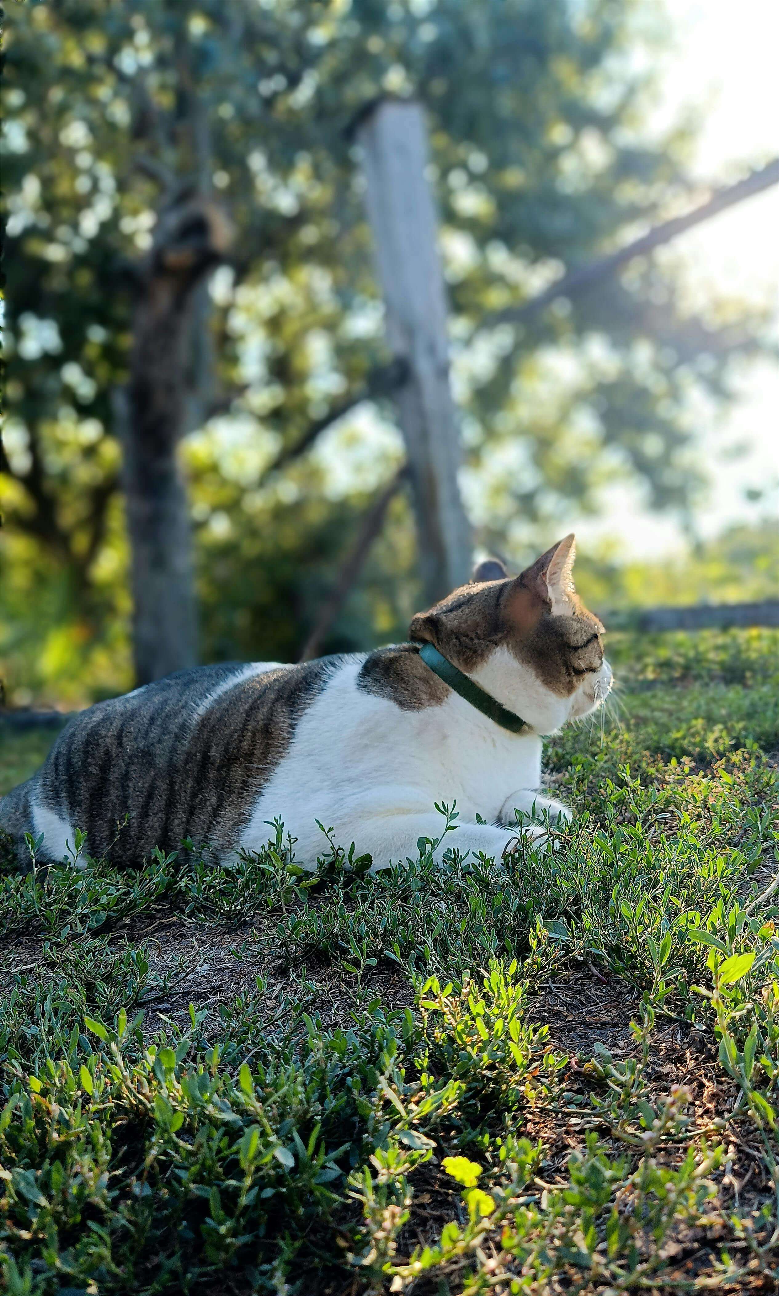 계절별 영양 상태 변화 분석 - 한국 야생 고양이 삵의 체성분 에너지 예산 연구