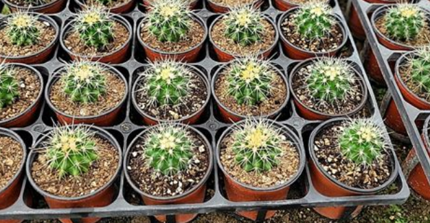 금호선인장 키우기2