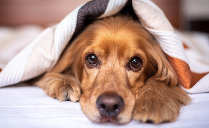 반려견이 향기로 기억하는 주인