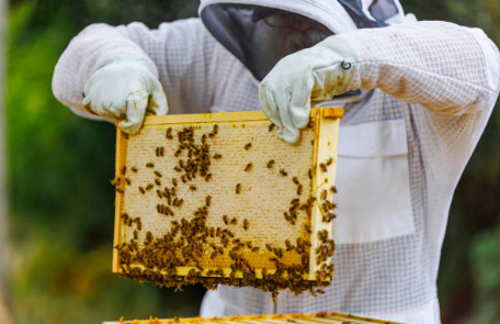 프로폴리스 효능, 부작용, 복용법 총정리 (2024ver)