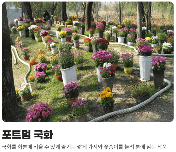 포트멈 국화