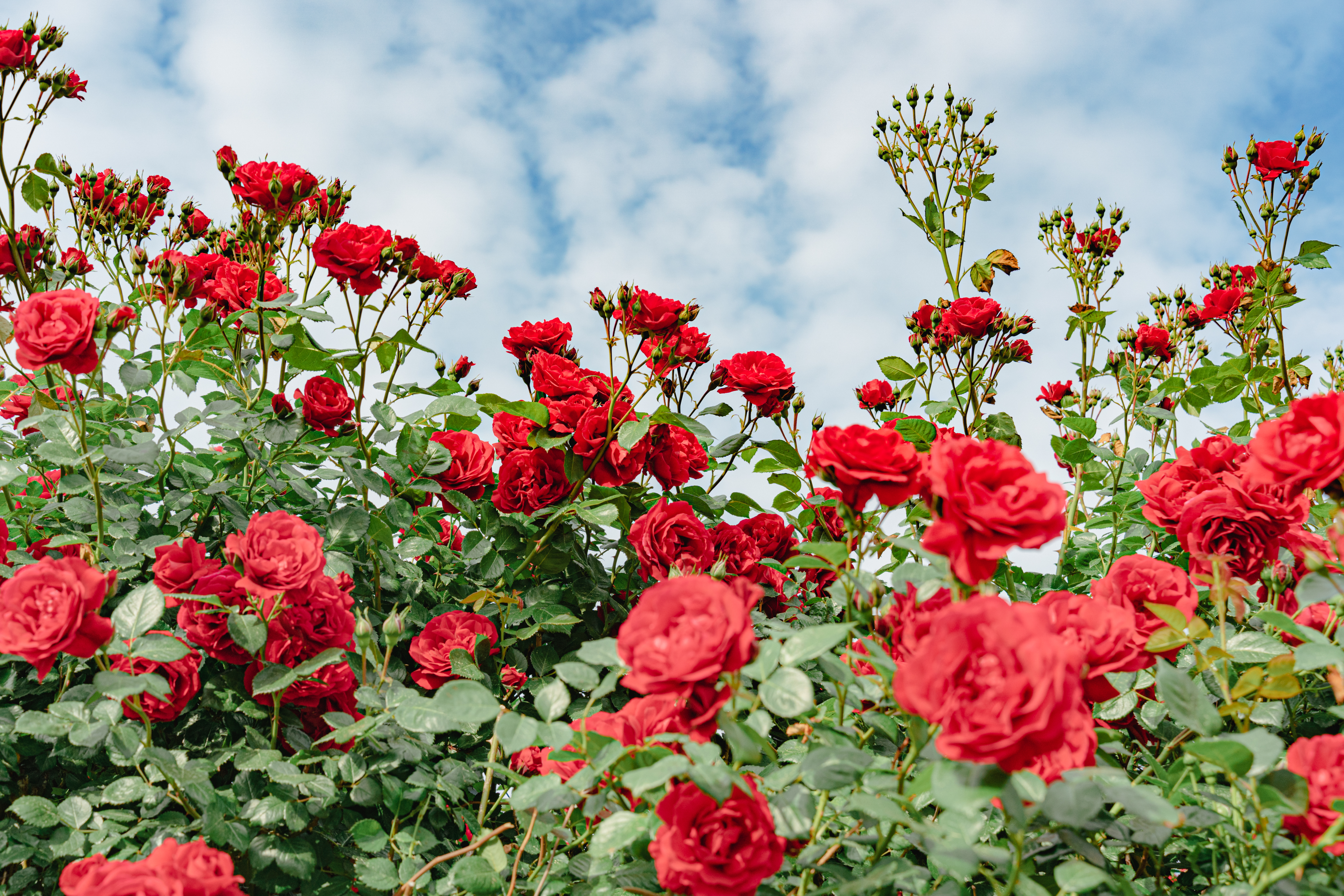 중랑장미공원사진