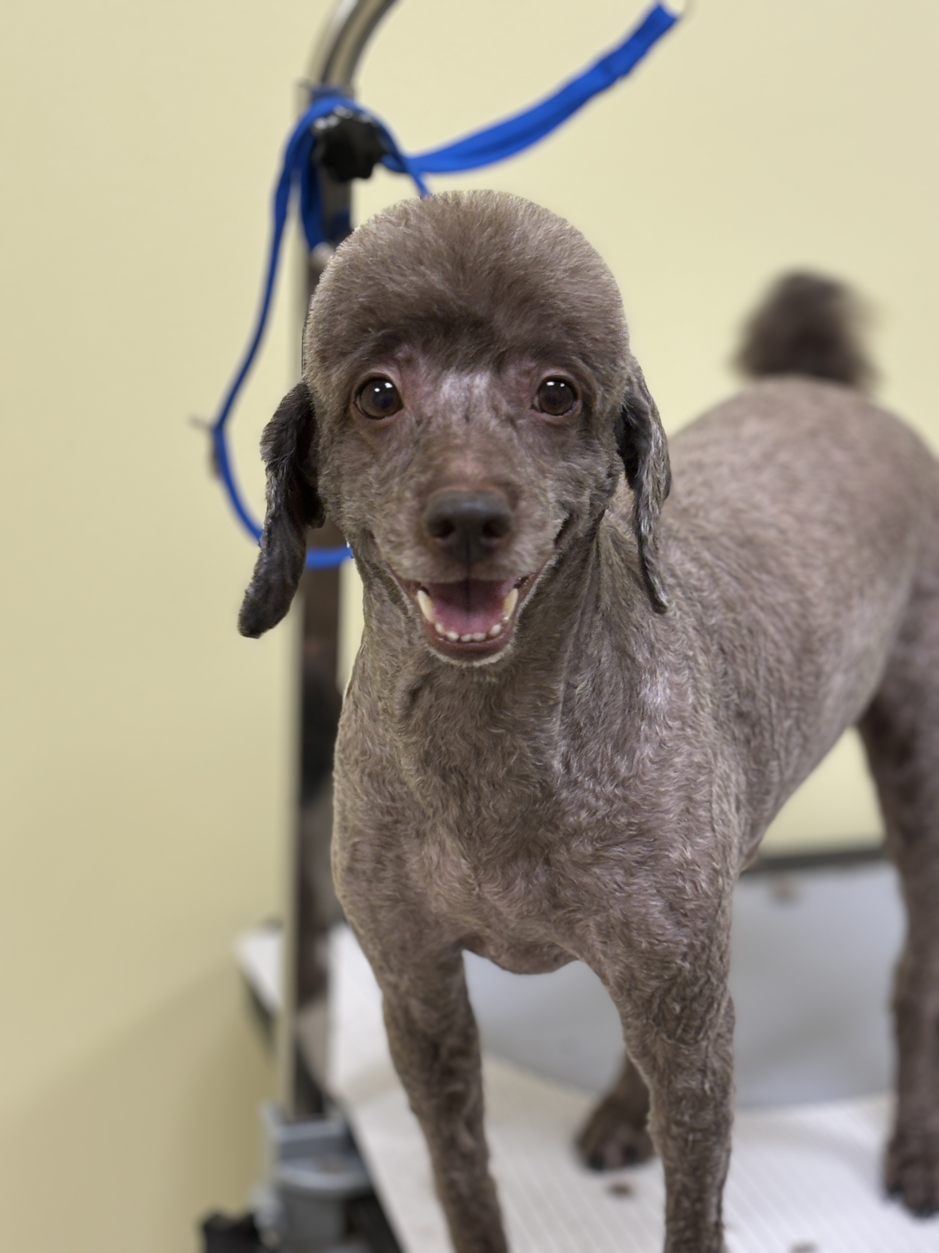 김포 사우동 애견미용 애견호텔