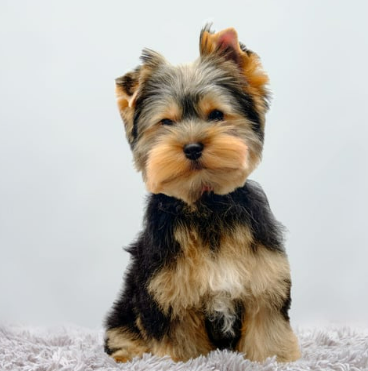 귀여운 견종 추천과 강아지 인기 순위