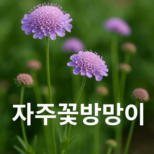 정원 속 자연의 리듬, 자주꽃방망이