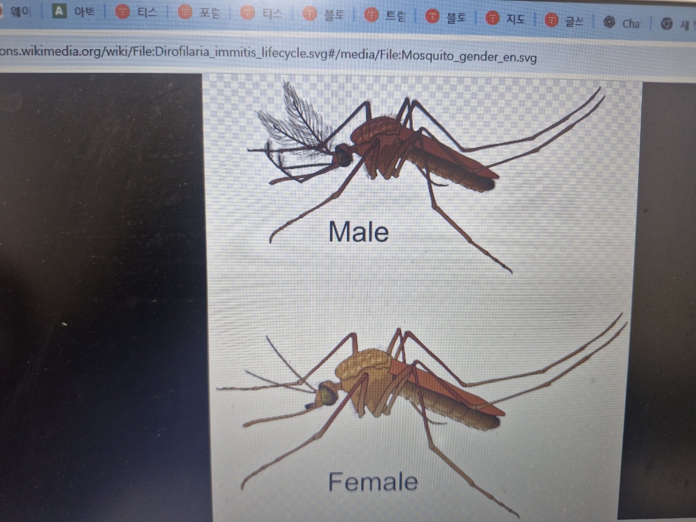 강아지 피부 피가나도록 긁어대는 가려움 해결법 [원인부터 치료&middot;식단&middot;예방법 가이드]