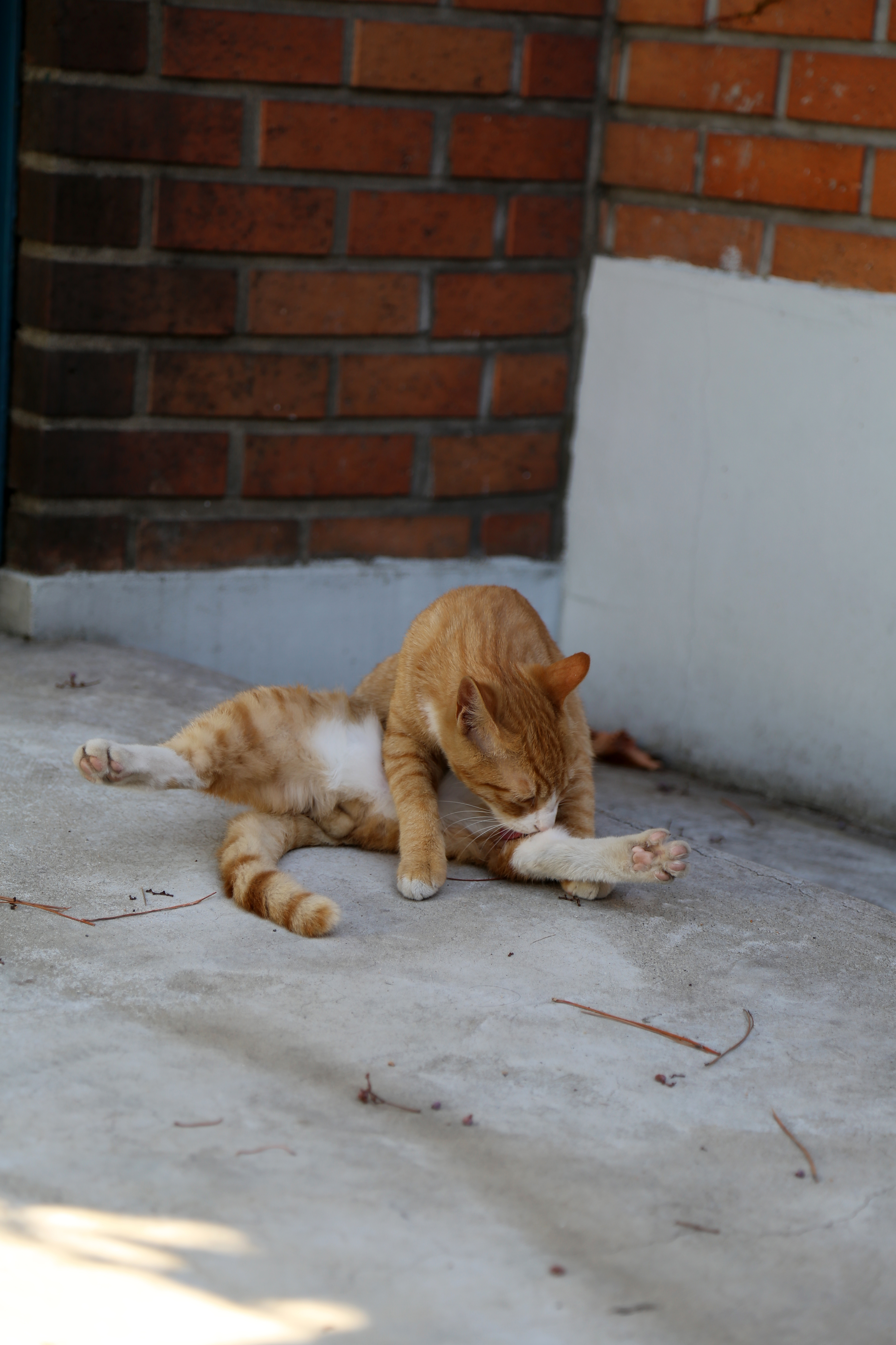 그루밍 하는 고양이 사진
