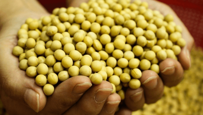 두유 효능은 빈혈 증상 예방에 도움이 된다. 두유 재료가 되는 콩을 두손 가득 담고 있다