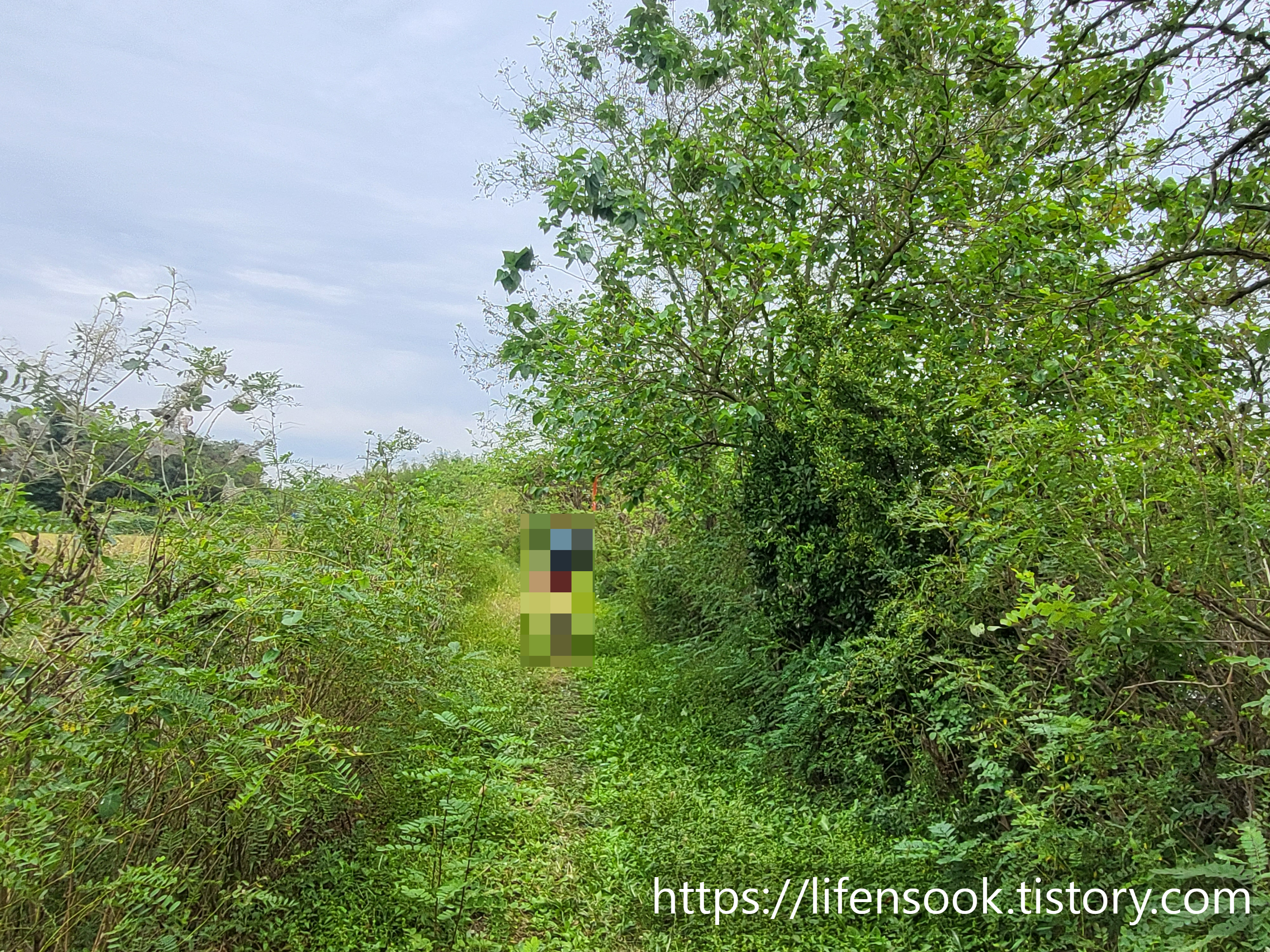 대부해솔길 6코스 주황리본 2