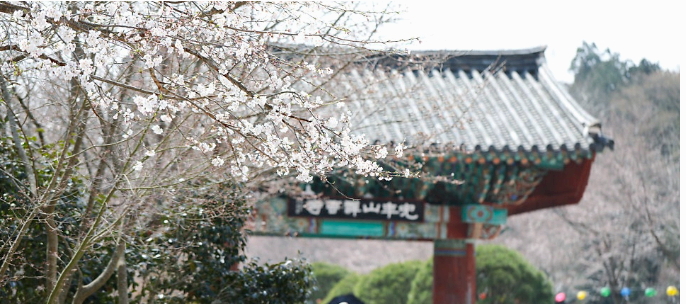 [4월 축제]사계절의 모습이 다 아름다운 고창 선운사❘동백꽃, 홍매화 사진 이벤트