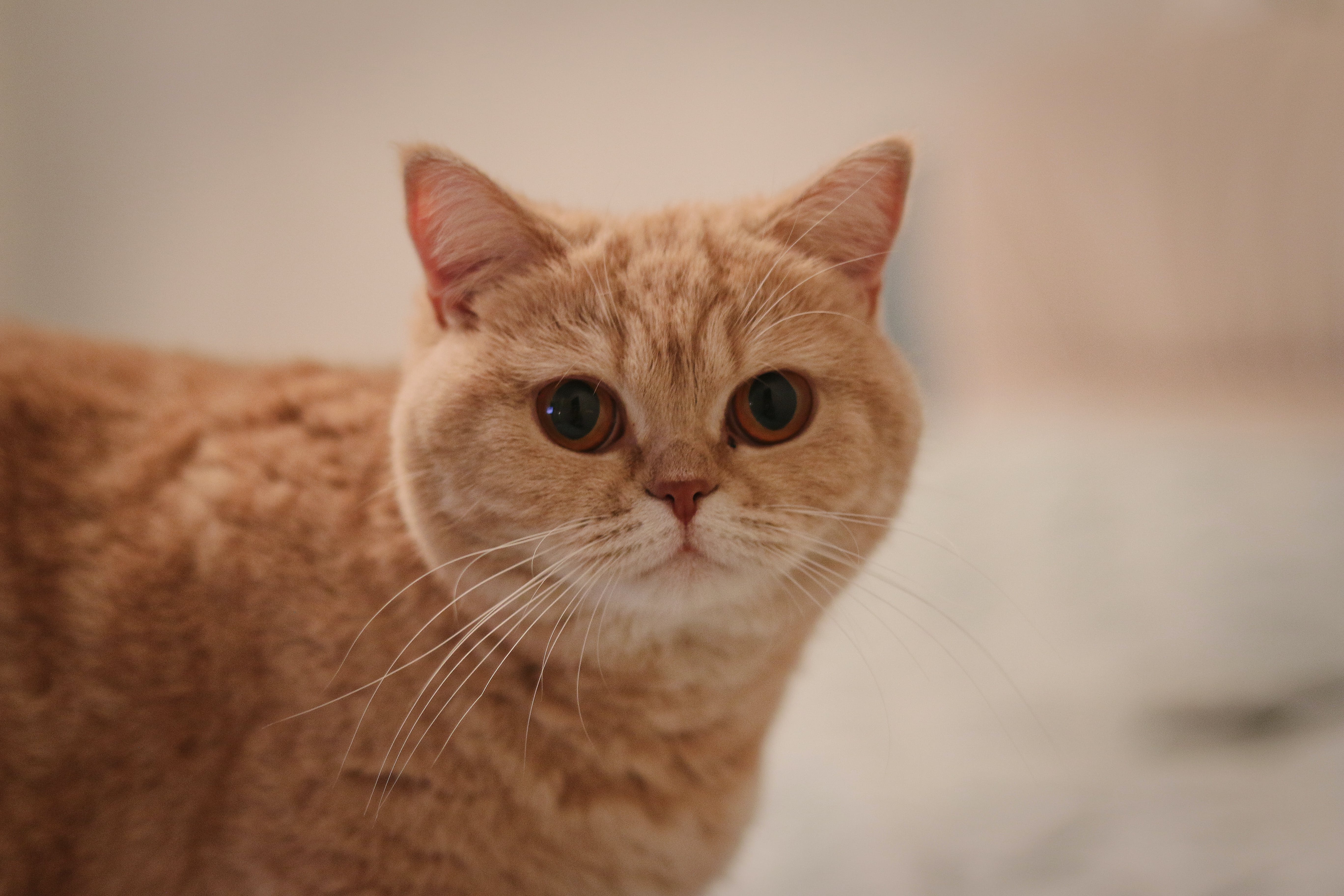 스코티쉬 스트레이트